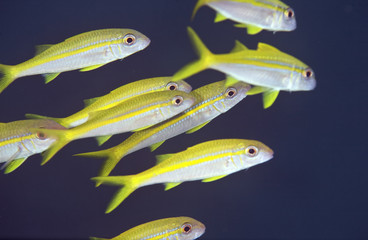 yellowfin goatfish