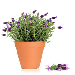 Lavender Herb Flowers