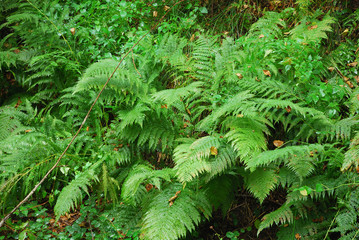 wet dryopterix filix-mas in natural environment
