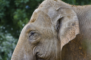 Elefant 5