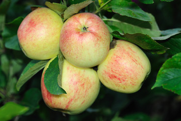 Four English apples ripening on a tree