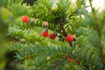 yew berries macro