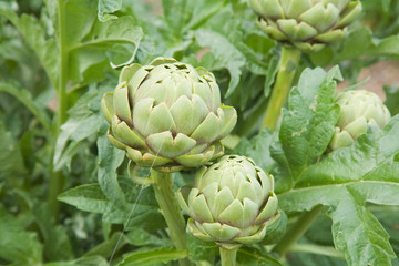 Fototapeta premium growing artichokes (Cynara cardunculus )