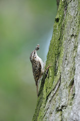 Grimpereau des bois Short-toed Treecreeper