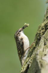 Grimpereau des jardins Short-toed Treecreeper