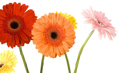 Daisy isolated on white background