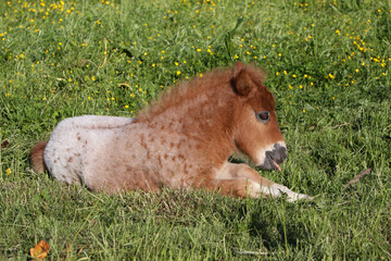 Shetlandpony