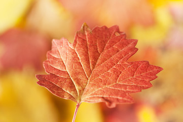 Fototapeta na wymiar autumn leaves close up background