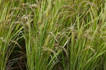 Fototapeta premium rice