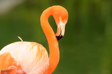Red Caribbean Flamingo close-up