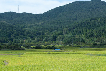 Obraz premium rice