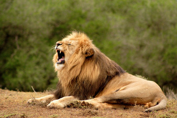 Lion mâle (panthera leo) rugissant