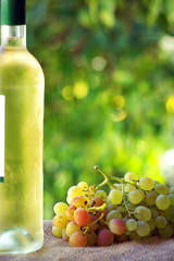 Bottle of wine and grappes.