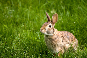 Wild North American rabbit