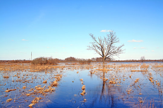 oak in water