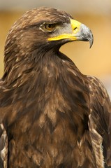 Aigle royal (Aquila chrysaetos)