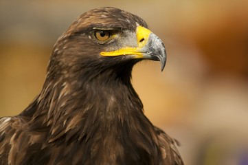 Aigle royal (Aquila chrysaetos)