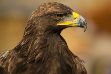 Aigle royal (Aquila chrysaetos)
