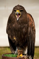 buse de Harris (Parabuteo unicinctus) en train de crier.