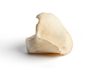 One  Oyster mushroom on white background