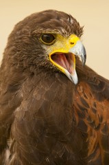 Naklejka premium buse de Harris (Parabuteo unicinctus) en train de crier.