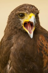 buse de Harris (Parabuteo unicinctus) en train de crier.