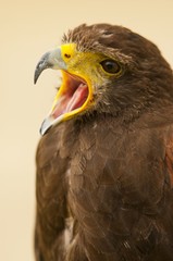 buse de Harris (Parabuteo unicinctus) en train de crier.