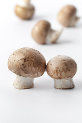 Chestnut mushrooms on white background