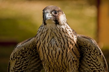 Faucon pélerin (Falco peregrinus,Peregrine Falcon)