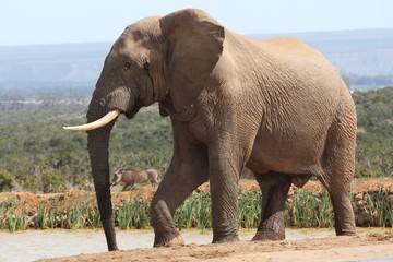 Fototapeta na wymiar African Elephant in Musth