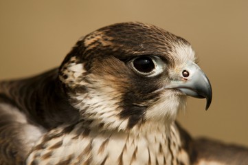 Faucon pélerin (Falco peregrinus,Peregrine Falcon)