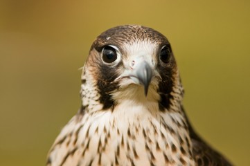 Faucon pélerin (Falco peregrinus,Peregrine Falcon)