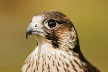 Faucon pélerin (Falco peregrinus,Peregrine Falcon)