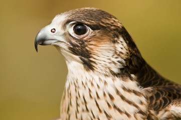Faucon pélerin (Falco peregrinus,Peregrine Falcon)