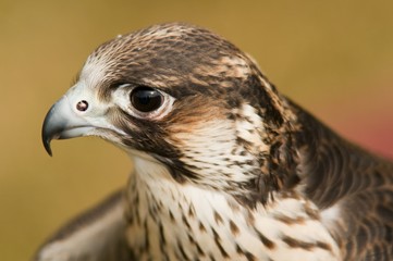 Faucon pélerin (Falco peregrinus,Peregrine Falcon)