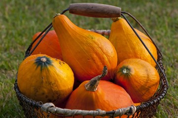 Récolte de potimarrons dans un panier