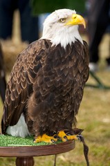 pygargue à tête blanche (Haliaeetus leucocephalus - Bald Eagle