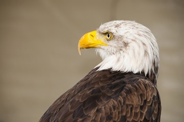 Obraz premium pygargue à tête blanche (Haliaeetus leucocephalus - Bald Eagle