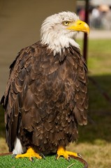 pygargue à tête blanche (Haliaeetus leucocephalus - Bald Eagle