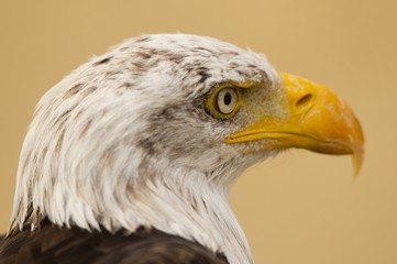 pygargue à tête blanche (Haliaeetus leucocephalus - Bald Eagle