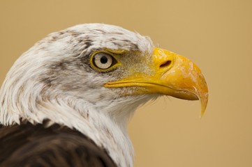 pygargue à tête blanche (Haliaeetus leucocephalus - Bald Eagle