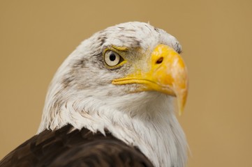 Fototapeta premium pygargue à tête blanche (Haliaeetus leucocephalus - Bald Eagle