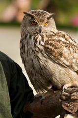 Spectacle de fauconnerie