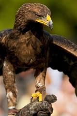 Spectacle de fauconnerie