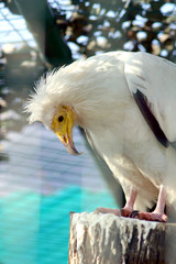 Neophron percnopterus - Egyptian Vulture (10)