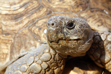 Close up of a tortoise's head and eyes