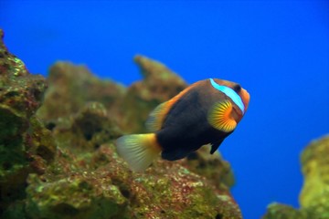 Fototapeta na wymiar Ocellaris Clownfish (Amphiprion ocellaris)