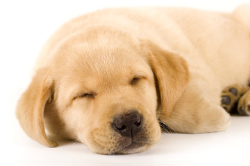 closeup of a labrador retriever puppy sleeping