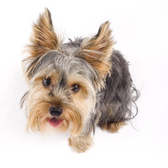 a small curious yorkshire terrier seated