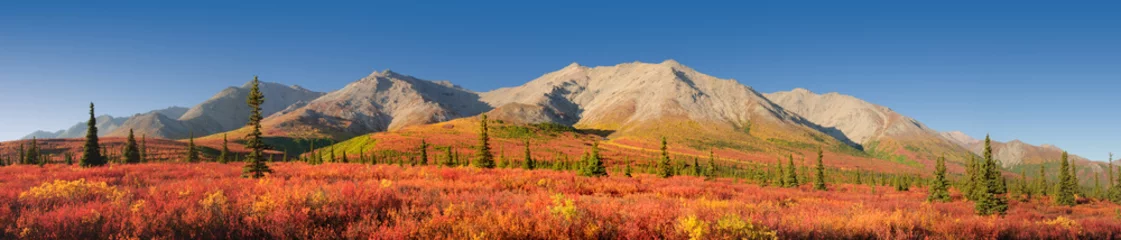 Foto op Plexiglas Alaska herfst toendra Denali National Park © eyeCatchLight